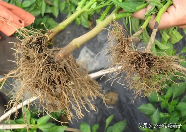 辣椒根腐烂防治方法,辣椒得了根腐病应怎么治疗