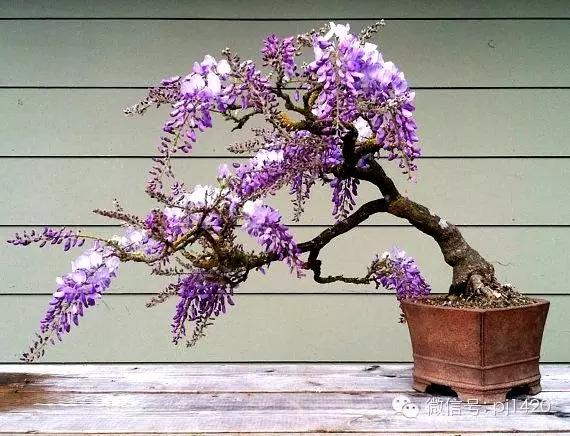 紫藤之美,紫藤迷人的气质