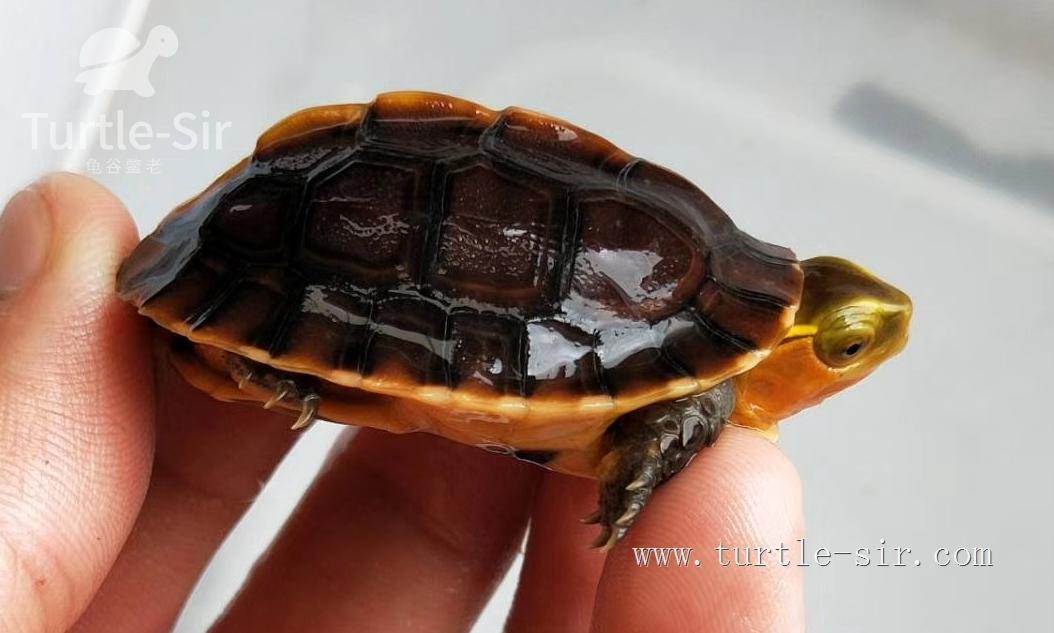 大龟买来该如何养,大龟买回来怎么养