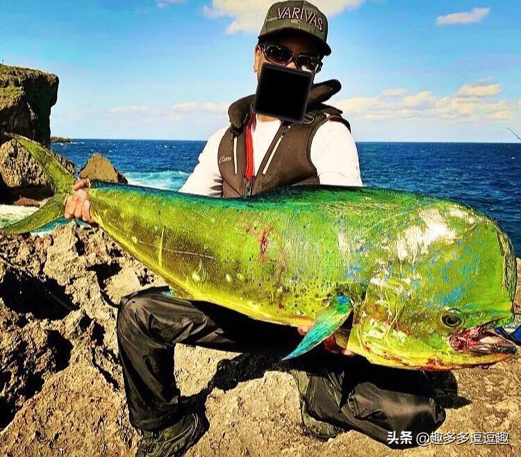 日本发现怪鱼,日本渔民岸边发现什么怪鱼了