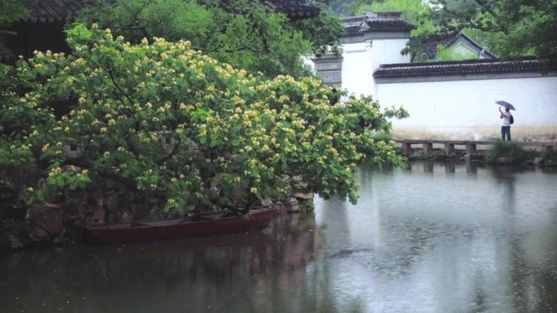 雨后苏州视频,雨后苏州的图片