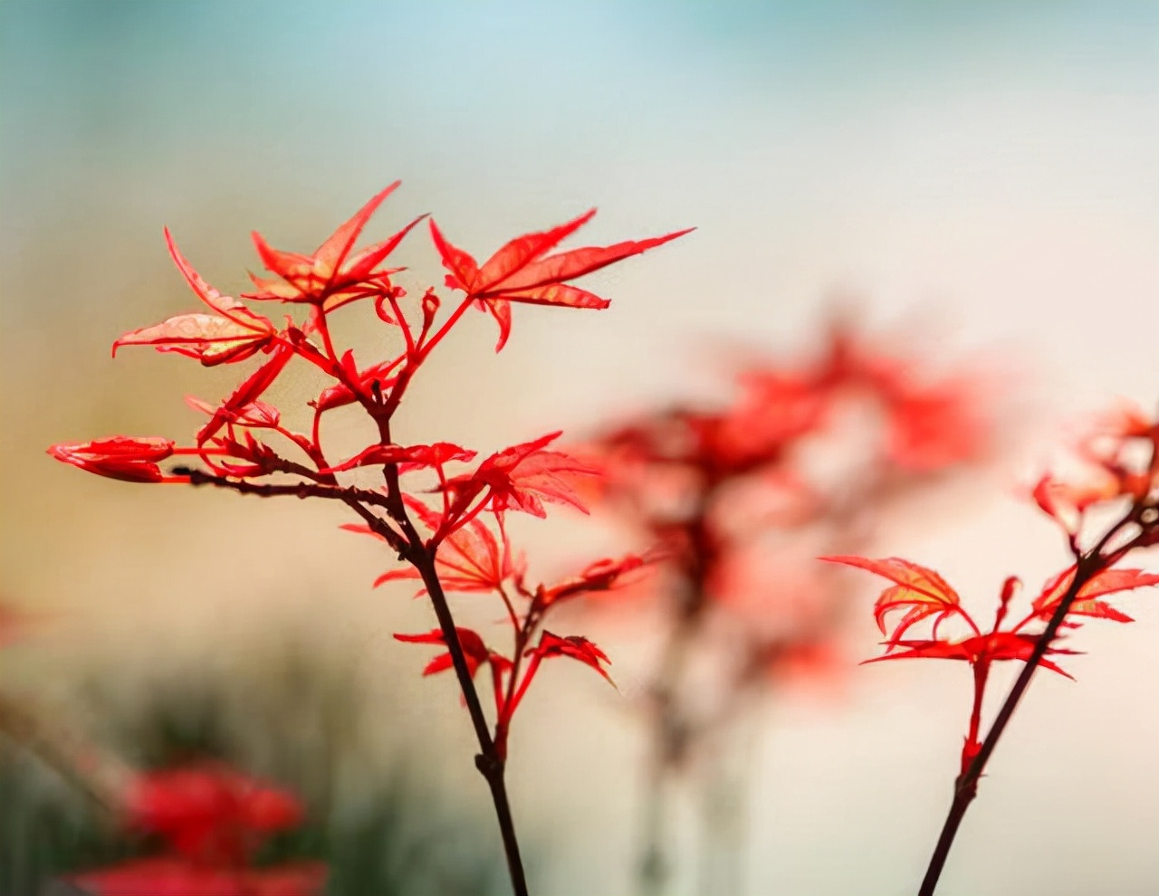 又一年浅秋，又一次想起了你：亲爱的，别来无恙？