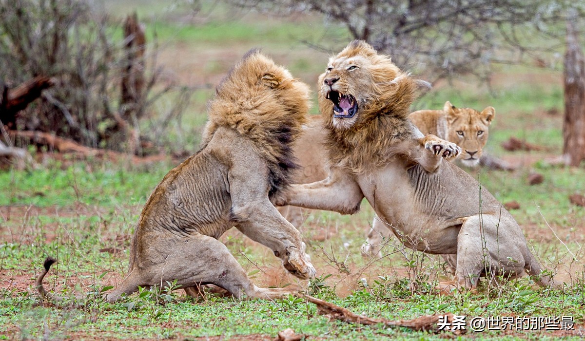 体型最小的老虎亚种能打赢狮子吗,如今有几种老虎可大战雄狮得胜