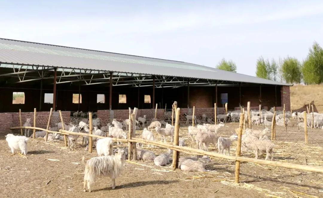 基层党建先锋村,林东镇先锋村书记