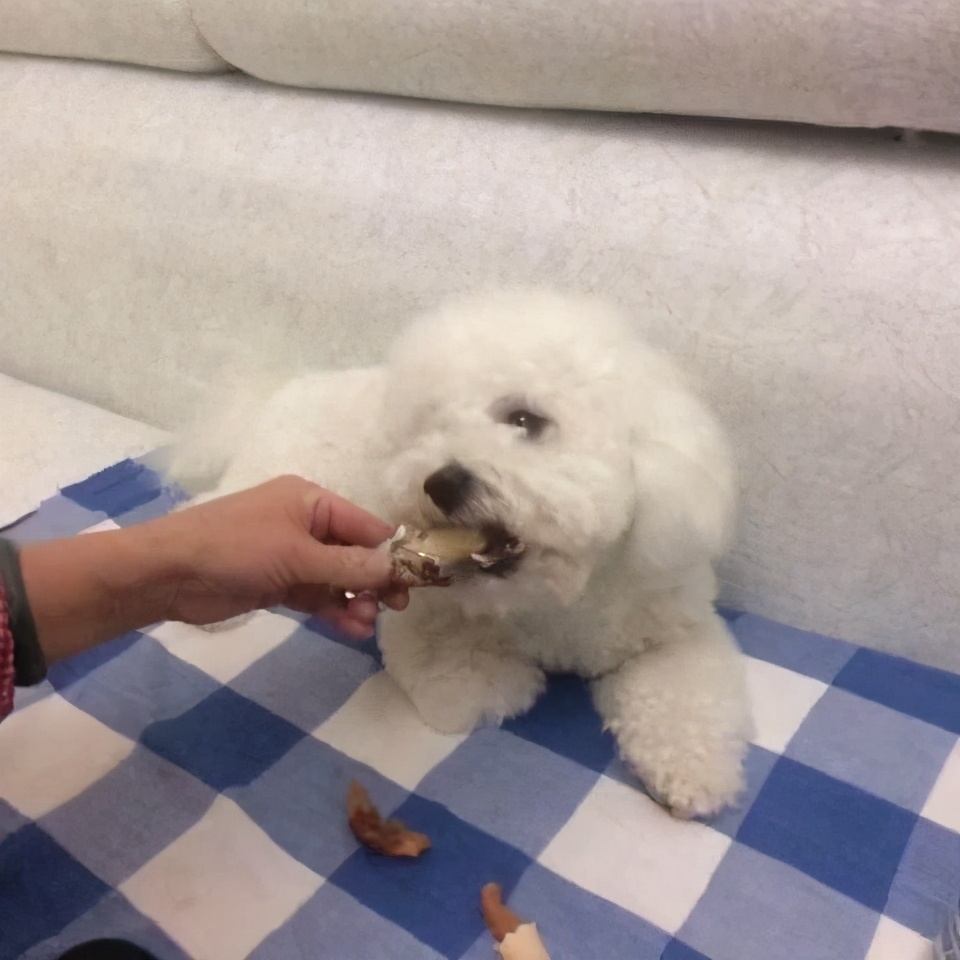 比熊犬为什么不建议养公的,比熊犬为什么不建议新手养