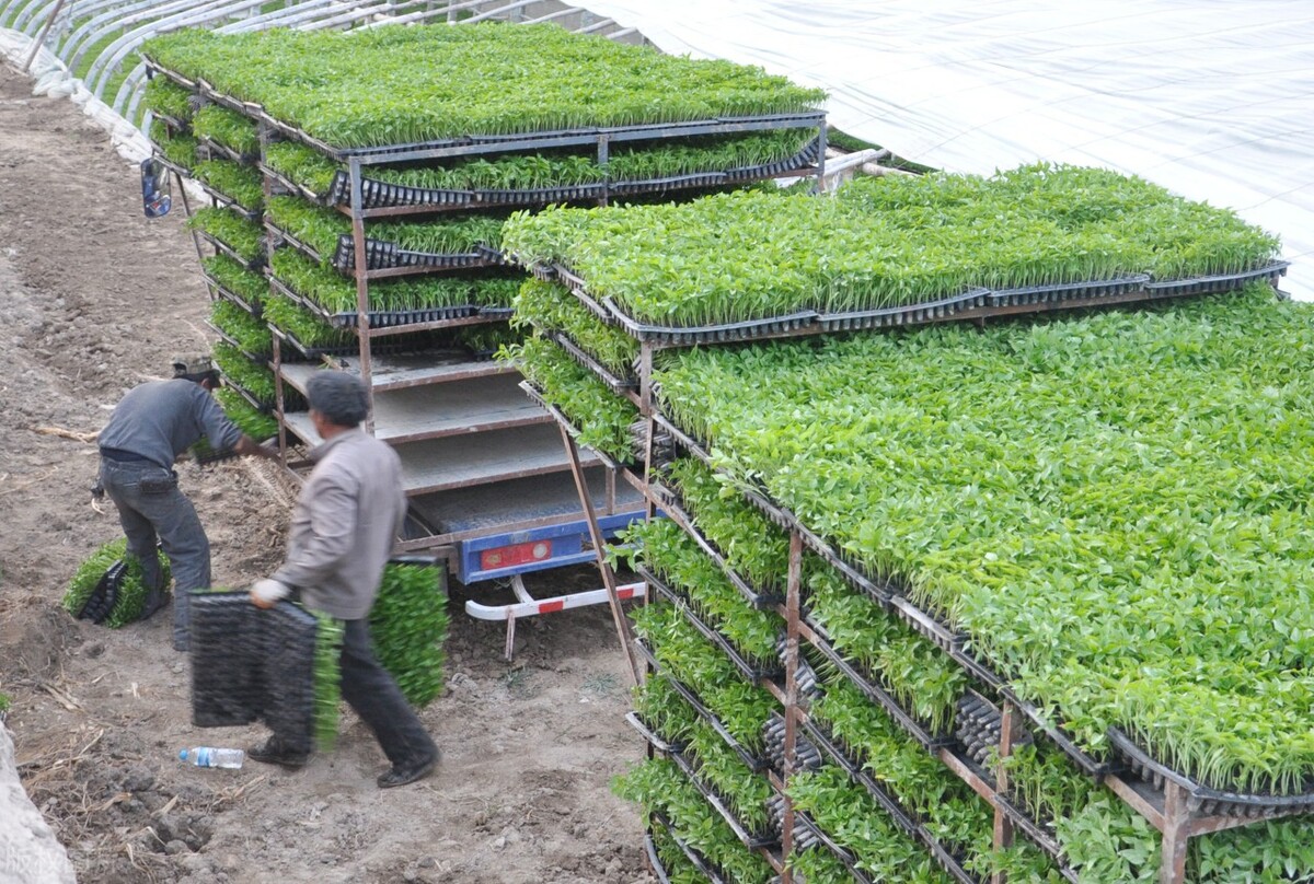 辣椒移栽后生长缓慢怎么解决,辣椒缓苗后怎么处理