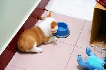 灏忕煭鑵挎煰鍩烘悶绗戣棰戝ぇ鍚堥泦,鍙埍鐨勫皬鐭吙鏌熀鐙楃嫍