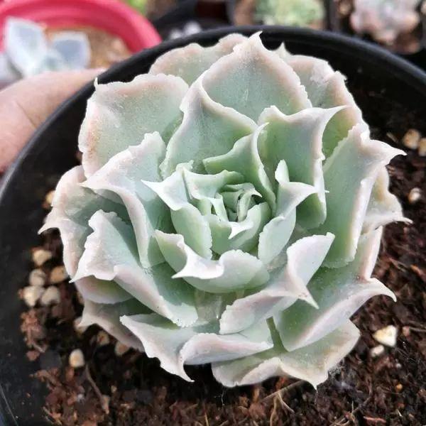 几款好看又好养的多肉,好养且易爆盆的多肉