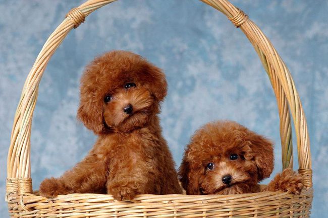 12岁的贵宾犬应该吃什么样的狗粮,贵宾犬什么也不吃只吃狗粮