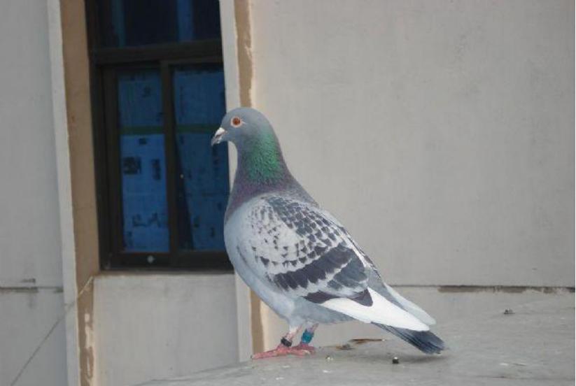 赛鸽比赛前这几个问题要重视,赛鸽备战秋赛完整版