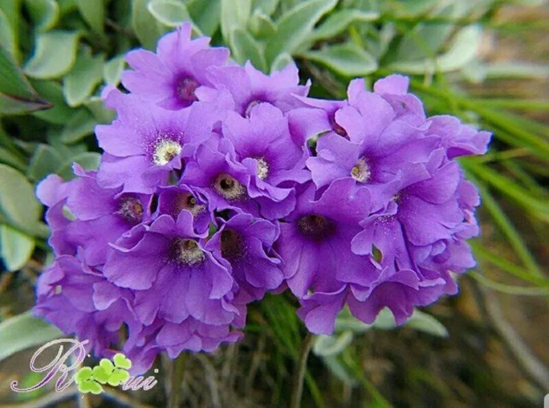 芳踪难觅濒危花!清新治愈篇:沙漠高原是吾家,豹子花的春天来了