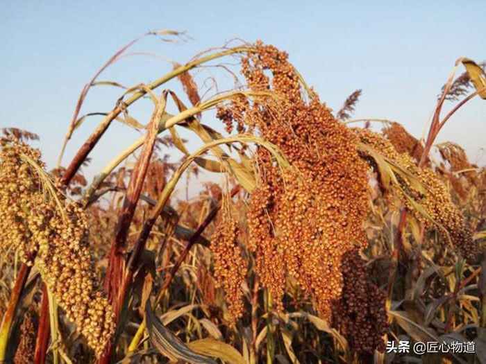 莫言故乡高粱红,莫言谈生存