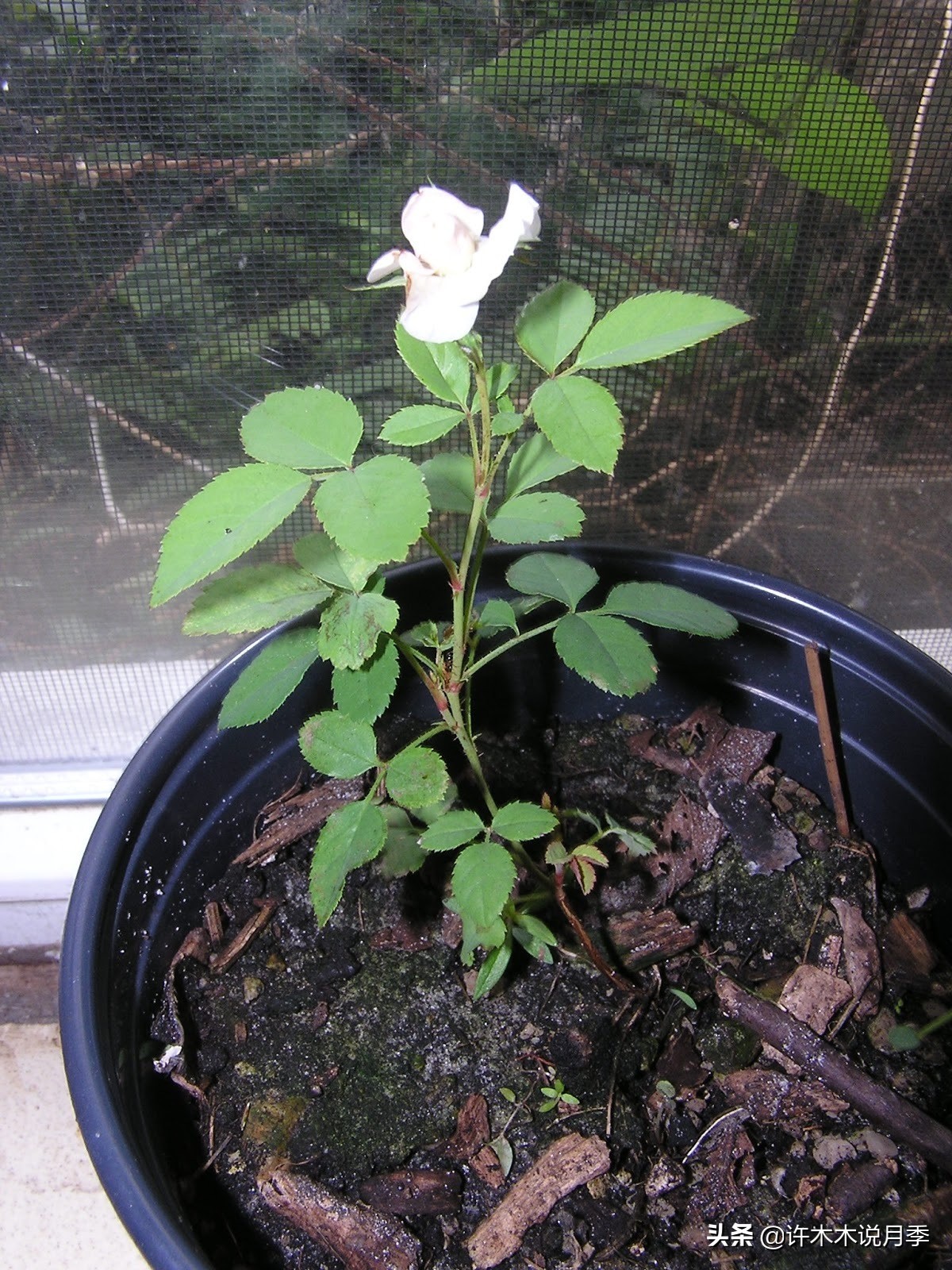 月季花苗怎么种不活,月季盆栽的种植方法和注意事项