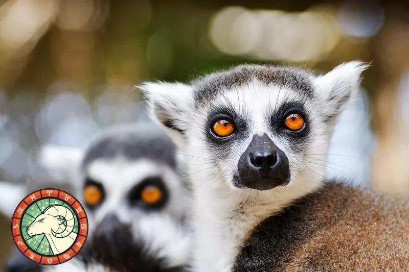 十二星座运势野兽,如何知道自己星座最适合的动物