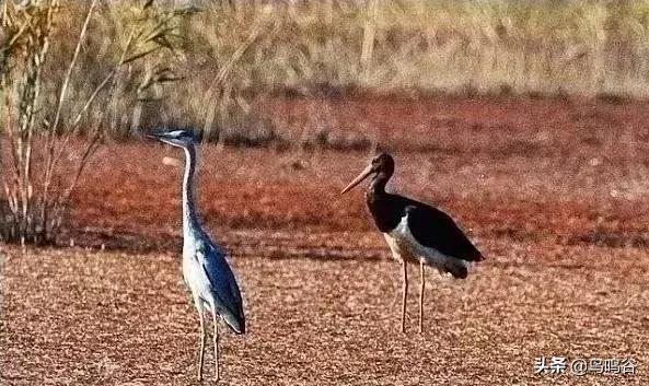 看图识鸟图片及答案,看图识鸟软件哪个好用