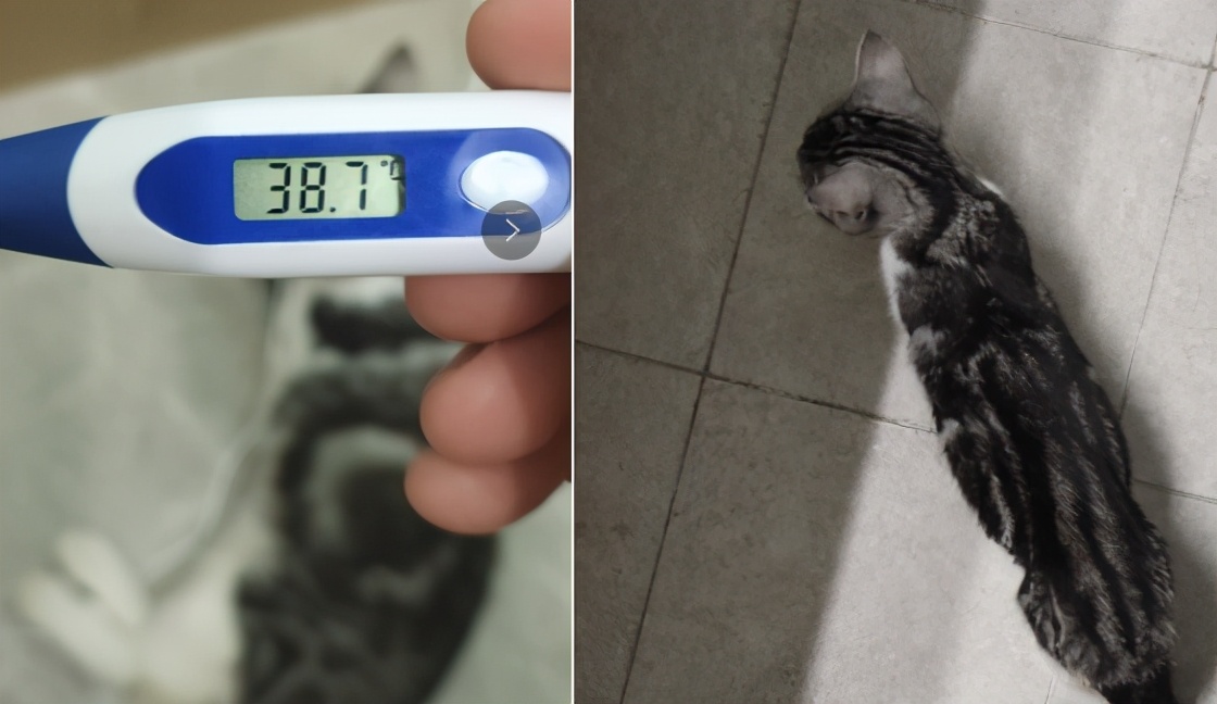 团子猫传腹治好了吗,团子的猫传腹