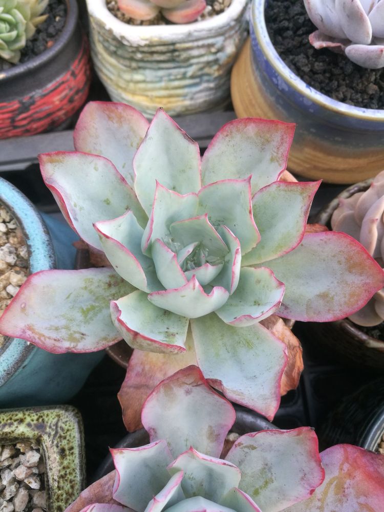 误打误撞的多肉情缘,带我走进多肉小世界!