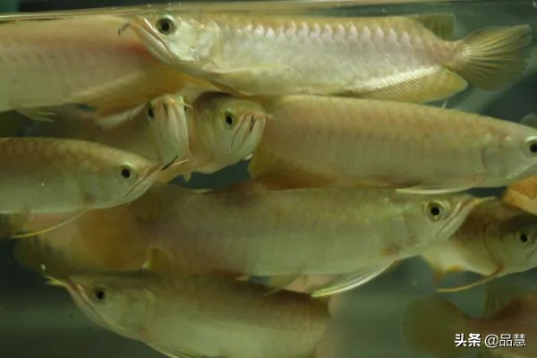 十种便宜又漂亮的龙鱼,一旦拥有别无所求是什么广告