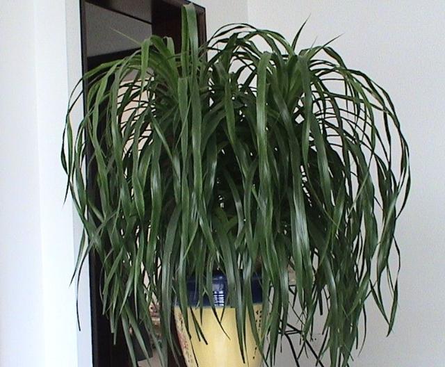 养龙血树怎么修剪,养龙血树用什么肥好