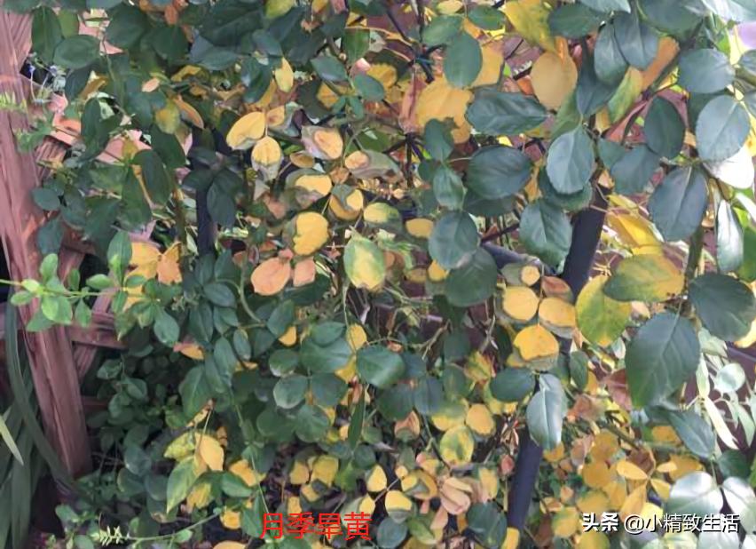 月季叶子健康,月季健康的表现