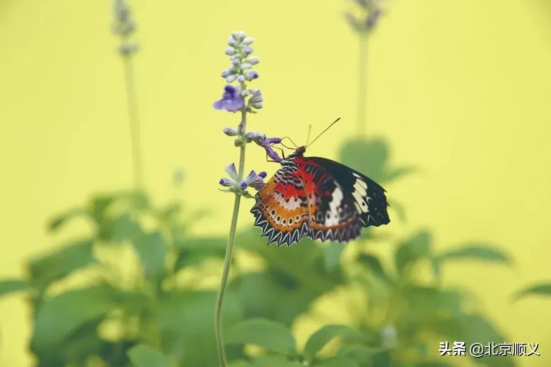 国庆节赏秋的好地方,北京国际鲜花港菊花展几月份最好
