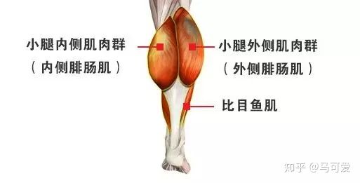 小腿粗怎么判断是脂肪还是肌肉,坐着快速瘦脂肪小腿的正确方法