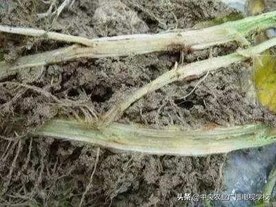 辣椒19种病害谱及防治方法,大棚辣椒种植病害防治方法