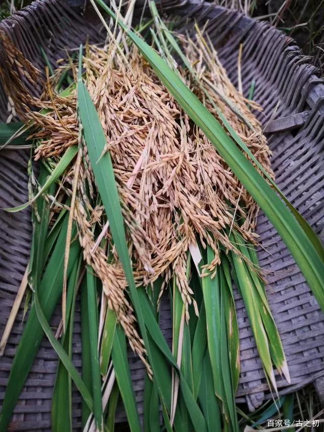 农村6070年代农民的生活习性,真正的六十年代辛勤农民生活