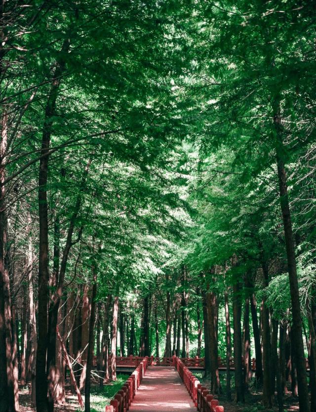 上海免费的旅游攻略,上海最实惠的免费旅游攻略
