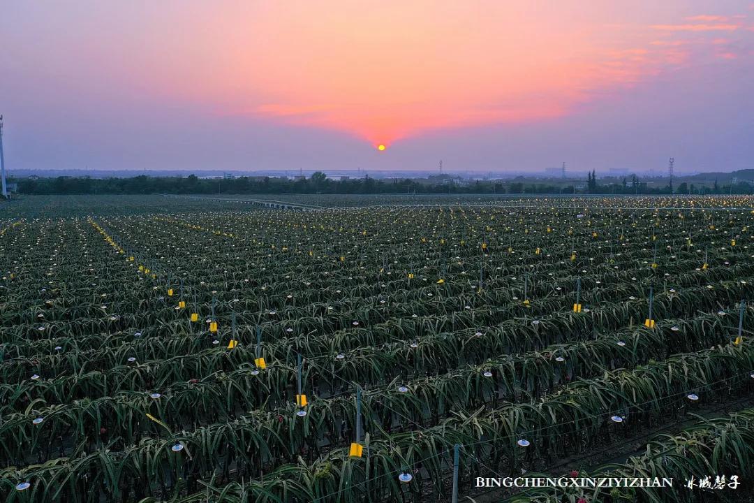 附近的火龙果采摘园海南,海南火龙果采摘