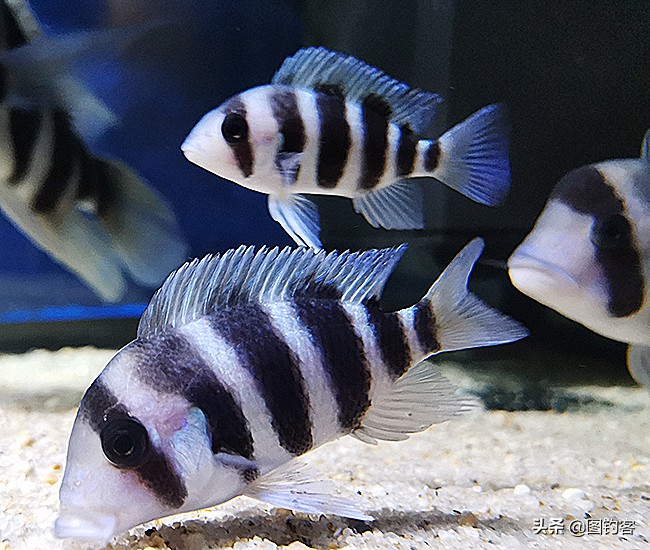 中国前十热带观赏鱼,热带观赏鱼鲤科鱼类主要有哪些鱼