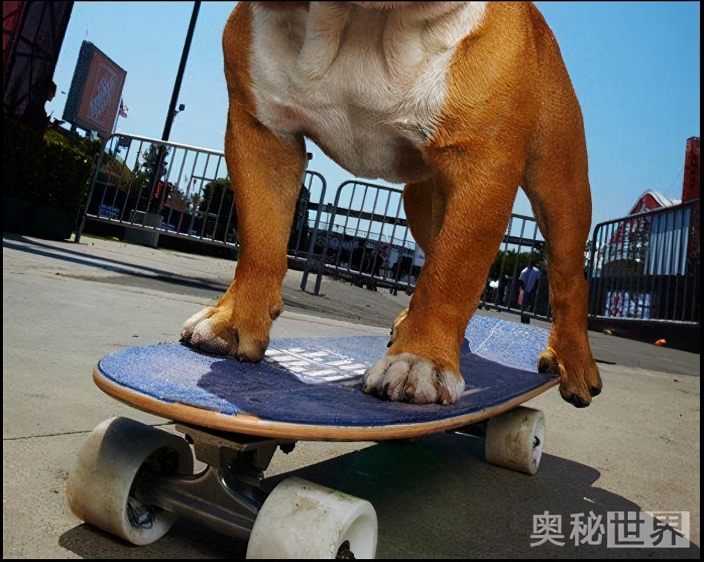 世界上最真实的小宠物图片,世界上最牛的小宠物图片