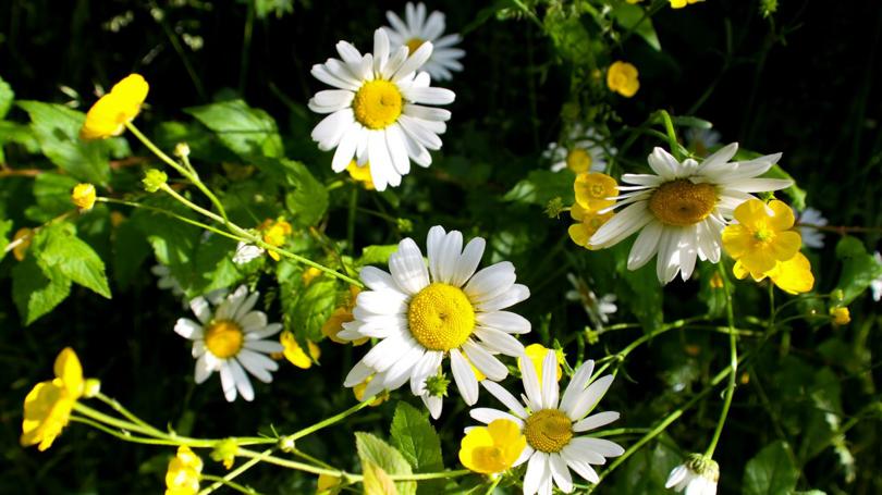小雏菊寓意着什么,小雏菊意味着什么