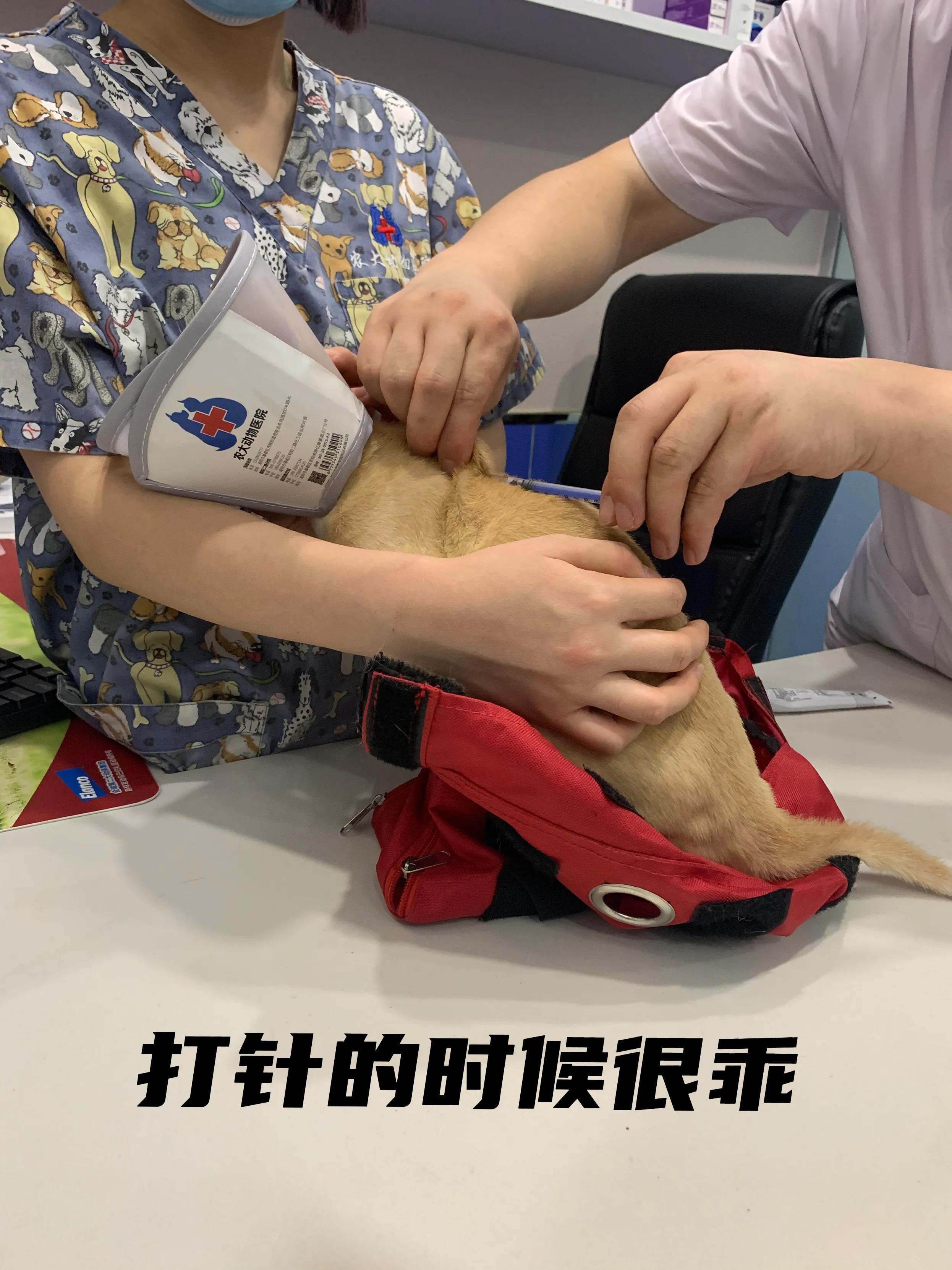 猫肛周脓肿一直流脓怎么办,猫咪肛腺发炎有脓要怎么挤