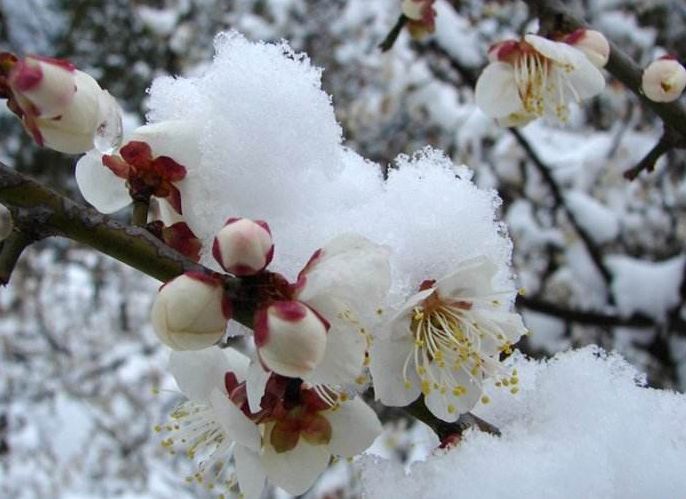 雪梅诗句最出名诗句,雪却输梅一段香全诗朗诵
