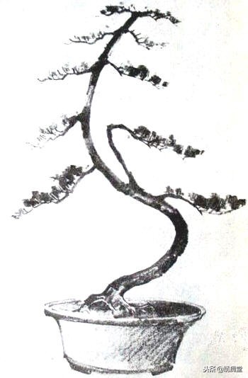 丛林式盆景欣赏,盆景欣赏及制作