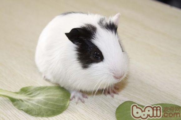 千万不要养宠物不然你会后悔的,千万别养宠物养完就后悔