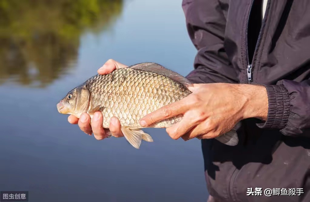 小雪过后用炮竿专钓大鲫鱼，选择鱼竿把握这四点，好用又便宜
