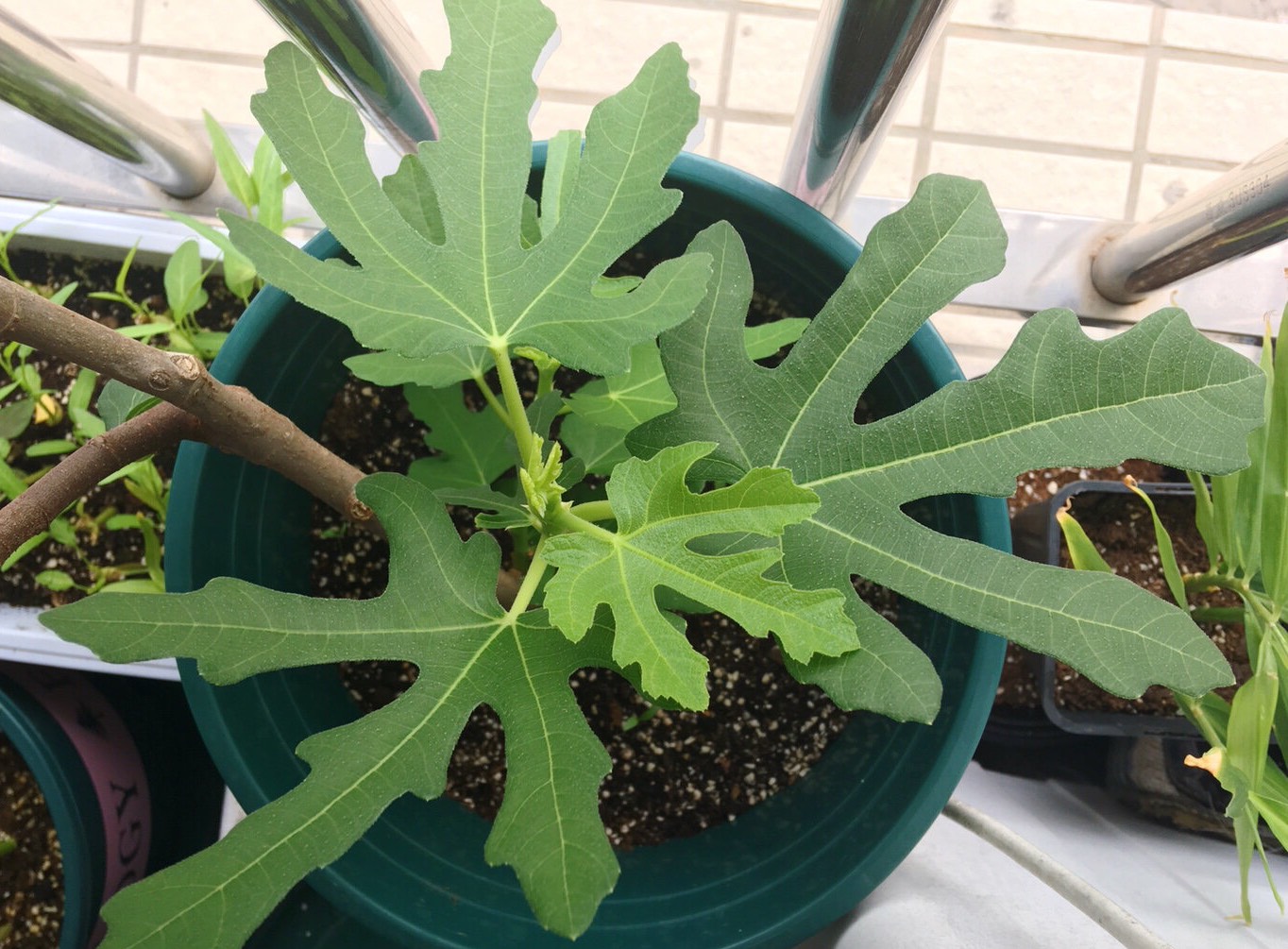 如何让无花果硕果累累,无花果怎么养护硕果累累