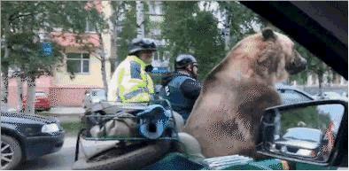 超大超软的可爱熊,可以当做宠物的熊是什么熊