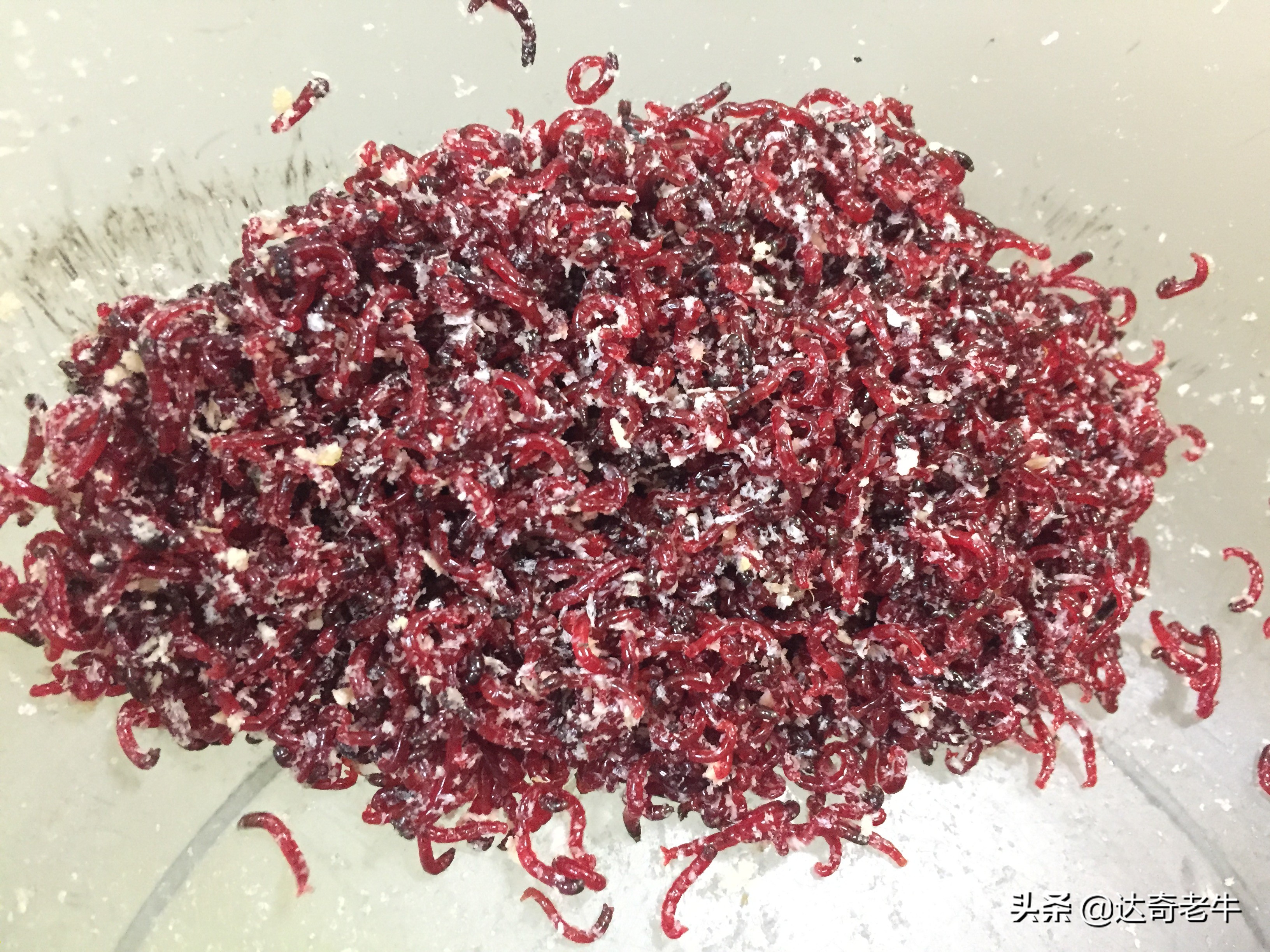 红虫钓鱼究竟有危害不,红虫钓鱼有什么危害呢