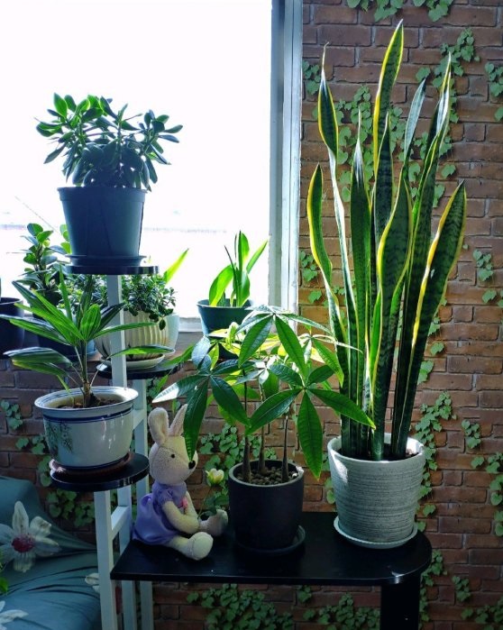 虎皮兰太高了容易倒怎么办,虎皮兰叶子长得太高了怎么办