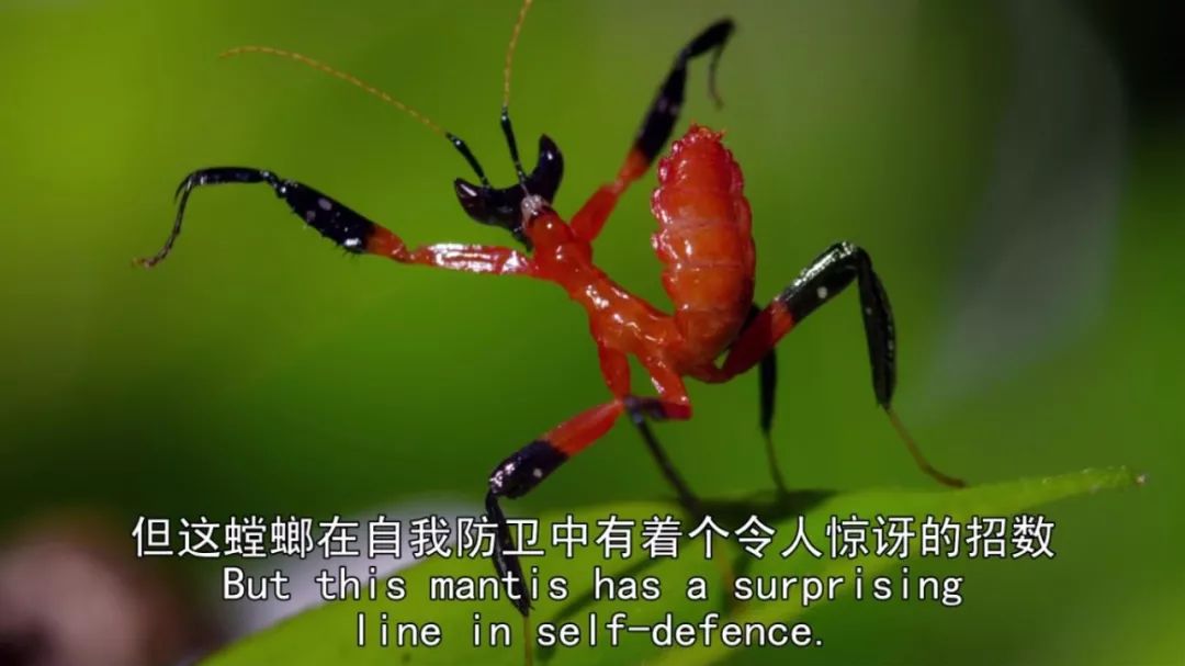 BBC最棒8部纪录片，强烈推荐孩子暑假看