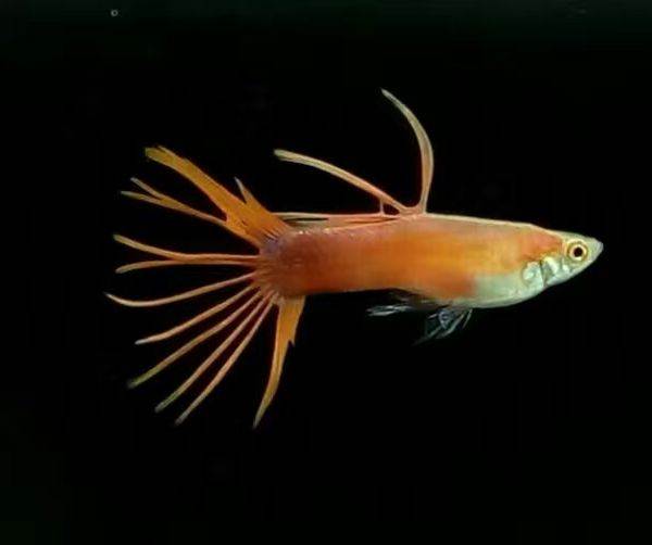 如何做孔雀鱼最喜欢吃的饵料,小孔雀鱼喂什么饵料最好