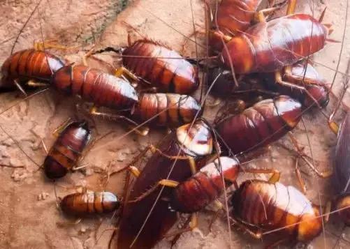 原来蟑螂最怕它，地上撒上少许，比蟑螂药好用