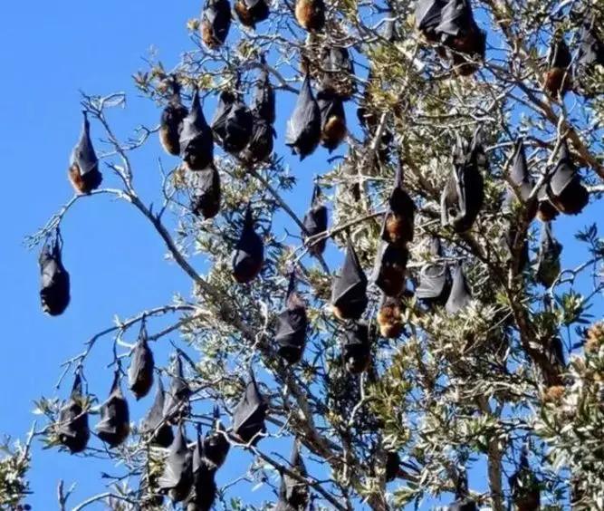 屋里藏有冬眠的蝙蝠怎么办,在屋里发现一只死蝙蝠有什么预兆