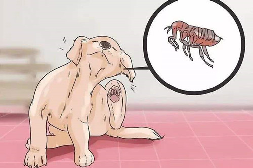 手工清除多年螨虫,根除耳螨最好的方法