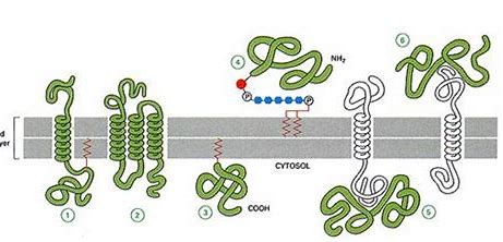 人类科技发达却造不出一个细胞,人类再过200年能造出一个细胞吗