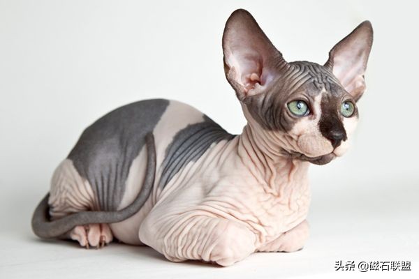 猫毛过敏也能养的猫,适合猫毛过敏的人养的猫咪