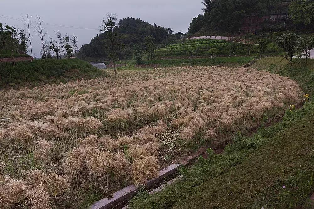 渝北枇杷正黄，冒冒失失穿越铁壁、胜保、斗碗三寨